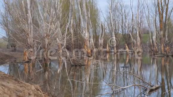 旧池塘里枯死的树干视频的预览图