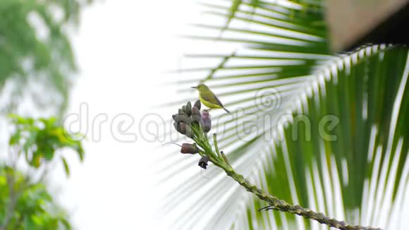 棕褐色的太阳鸟栖息在树枝上飞走了视频的预览图