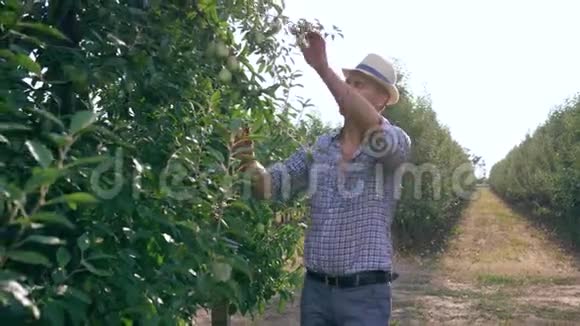 阳光明媚的一天戴着草帽的苹果农夫在果园的树枝上检查水果视频的预览图