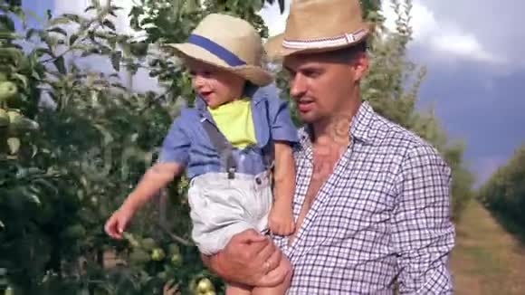 家庭在苹果园小男孩帮助和从树上拿起水果的父亲手在夏日户外视频的预览图