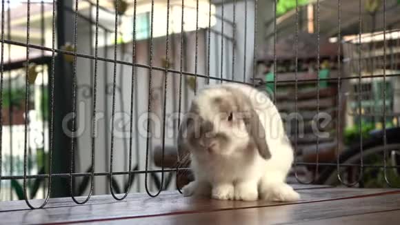兔子抓着身体视频的预览图
