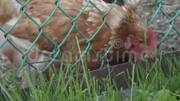 鸡是通过网栅刺草的视频的预览图