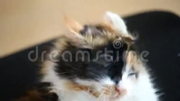 猫用爪子洗耳朵视频的预览图