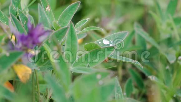 特写露水滴在绿色蓬松的草叶上库存录像雨后留下的美丽水滴被储存在视频的预览图