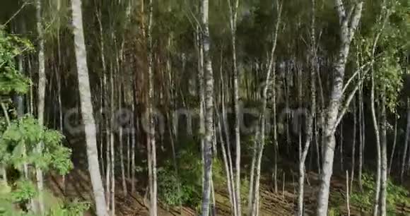 茂密的白桦林白桦林顶景视频的预览图