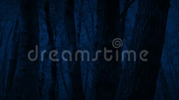 穿过黑暗森林中的树干视频的预览图
