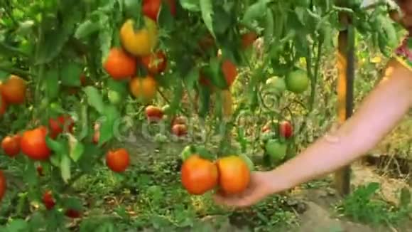 女人骄傲地展示着种植的西红柿视频的预览图