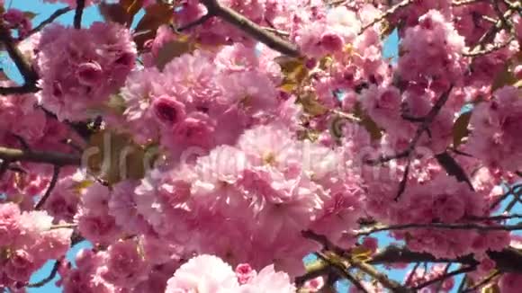 山樱桃樱花观赏果樱桃樱桃李日本水果日本叫樱花视频的预览图