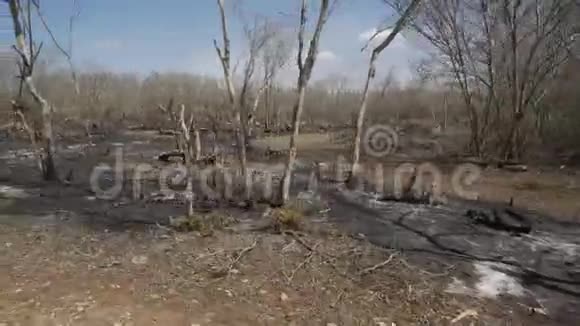 森林里的一片空地沿路烧毁了黑树4K视频的预览图
