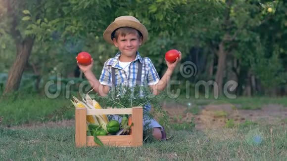 小男孩在采摘时在花园里有机蔬菜的木盒附近的摄像机上播放西红柿视频的预览图