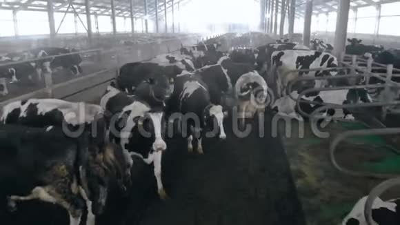 很多奶牛走在一条小路上靠近视频的预览图