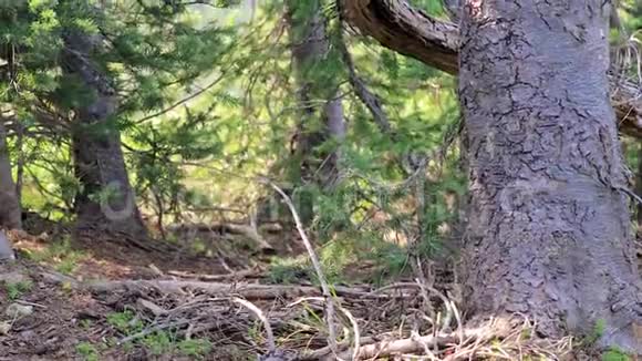 夏季美国华盛顿州山边的树干和森林视频的预览图
