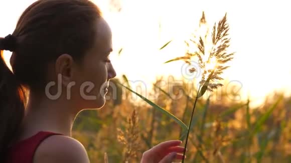 女人的肖像看起来甜美日落时触摸高大的草地视频的预览图