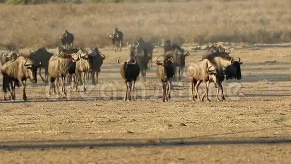 在干燥河床卡拉哈里沙漠中的蓝角虫视频的预览图