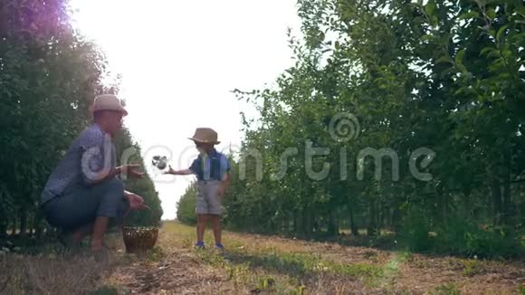 苹果园丁在花园里玩他的孩子爸爸和儿子戴着草帽互相扔水果在阳光下视频的预览图