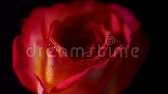 红色玫瑰水滴在黑色孤立的背景上旋转美丽的花朵视频的预览图