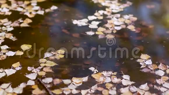 黄色的秋叶在水面上宁静而宁静的池塘倒影秋天的自然在夕阳下悲伤的喜怒无常视频的预览图
