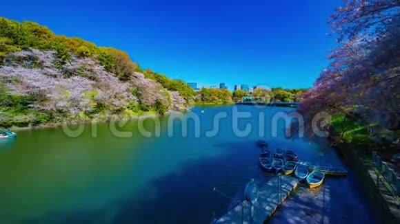 东京樱花池池池池的时间推移春季宽镜头倾斜视频的预览图