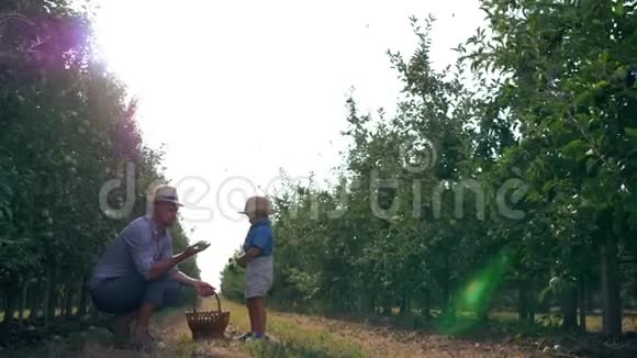 父子关系一家人在阳光明媚的天空和飞鸟的背景下在苹果园玩得开心视频的预览图