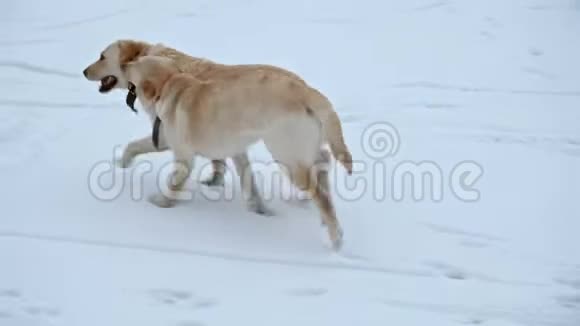 拉布拉多猎犬逗着妈妈在雪地里奔跑视频的预览图