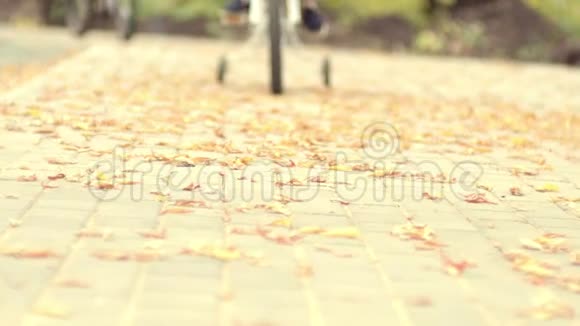 秋叶在自行车道上在公园里骑自行车体育家庭假日视频的预览图