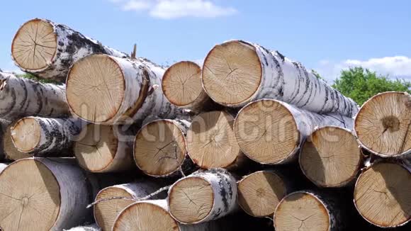 一堆桦木柴火库存录像在森林里的一堆桦树上砍下在森林里工作砍伐视频的预览图