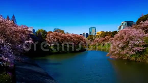 东京樱花池春光摄影时间点视频的预览图