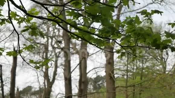绿叶在风中摇曳的树枝视频的预览图