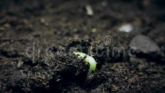 从地上生长的绿色小植物春季夏季萌发时间的推移进化的概念视频的预览图