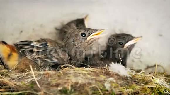 饥饿的夜莺在巢中孵化视频的预览图