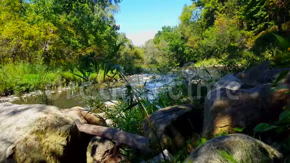 罕见的鸟走在光滑流动的河流上蓝鹭在阳光明媚的河边发现了茂盛的树木视频的预览图
