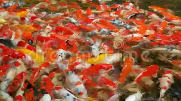 许多花哨的垃圾鱼在水里游泳和觅食视频的预览图