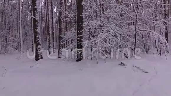 冬季森林的小径雪中的松树视频的预览图