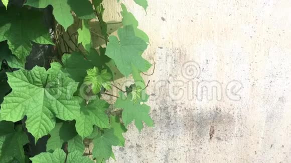 混凝土墙背景上的藤蔓植物视频的预览图