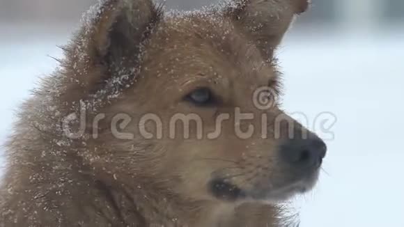 大雪中的狗视频的预览图