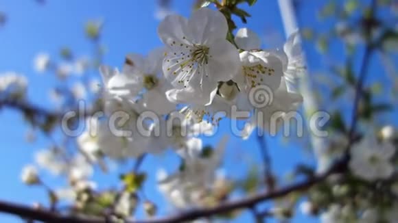 美丽的春天樱花盛开复活节新鲜盛开的樱桃特写视频的预览图