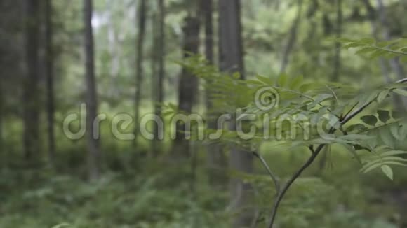 接近生长在夏季绿林中的灌木叶库存录像森林里美丽的新鲜植物视频的预览图