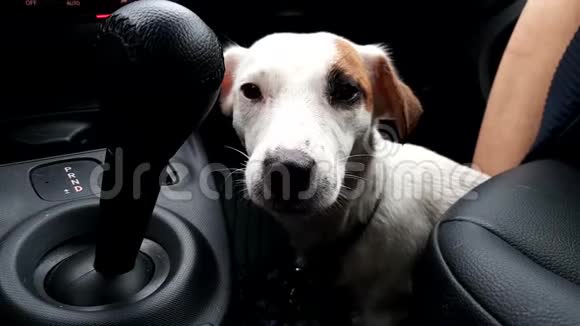 一只湿漉漉的小狗坐在司机旁边的车里视频的预览图