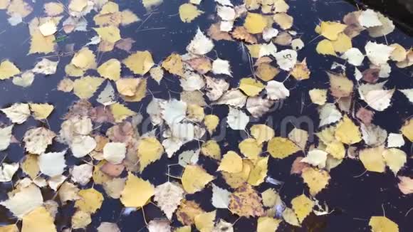 黄色的秋叶在水面上宁静而宁静的池塘倒影秋天的自然在夕阳下悲伤的喜怒无常视频的预览图