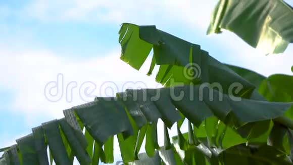 香蕉叶为泪状夏季为热带植物叶视频的预览图