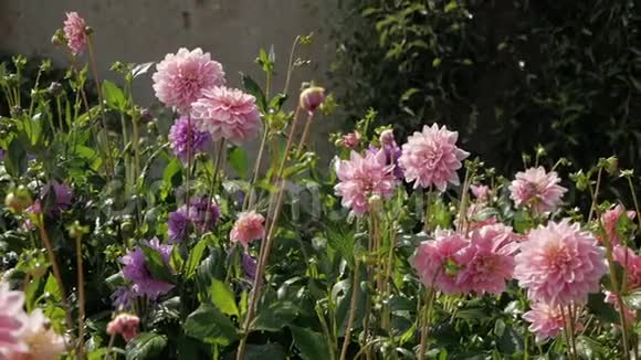 在炎热的夏天喷水在花园的花朵上视频的预览图