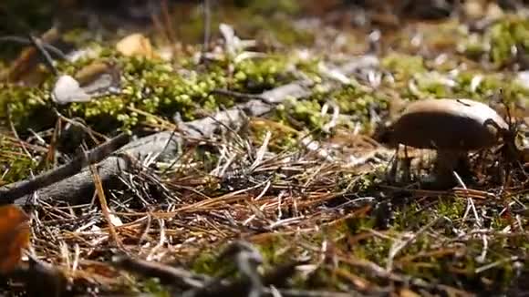 森林里的大蘑菇摄像机从右向左滑动秋天的天气特写镜头视频的预览图