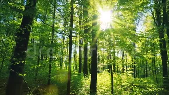 清新的绿色山毛榉林被温暖的阳光照射得美丽视频的预览图