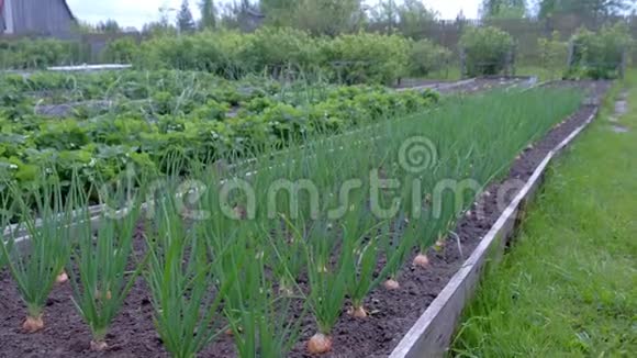 种植洋葱和草莓的种子在农场园艺和农业概念视频的预览图
