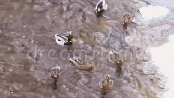 冬天白天在河里喂鸭子视频的预览图