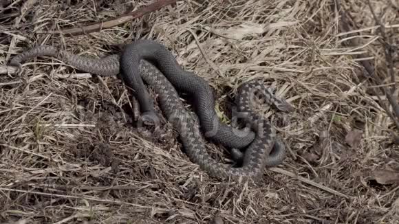 晒太阳的干草上的蛇毒蛇视频的预览图