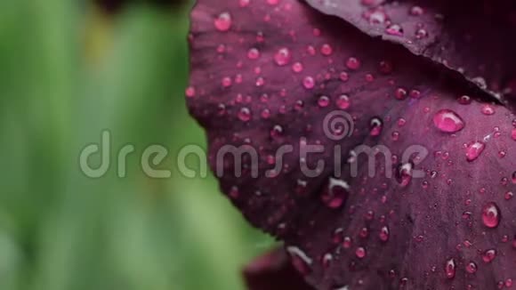 雨后深紫色勃艮第虹膜上水滴的特写紫色鸢尾花湿花瓣有视频的预览图