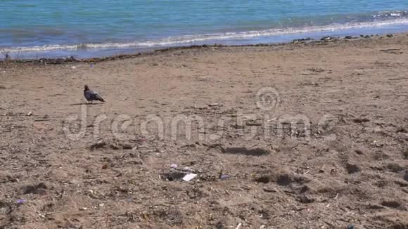 鸽子在肮脏的海滩上行走视频的预览图