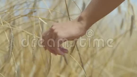 雌手摸着黄麦穗上麦田特写联系自然自然美收获时间视频的预览图
