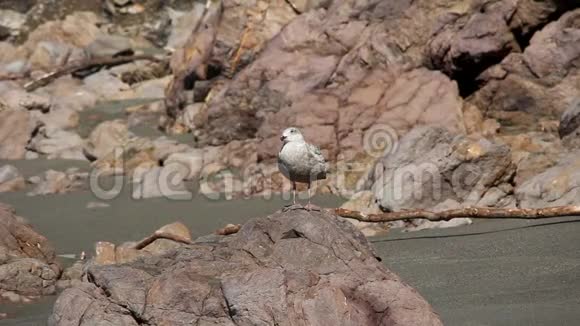 孤独的海鸥正对着镜头站在岩石上视频的预览图